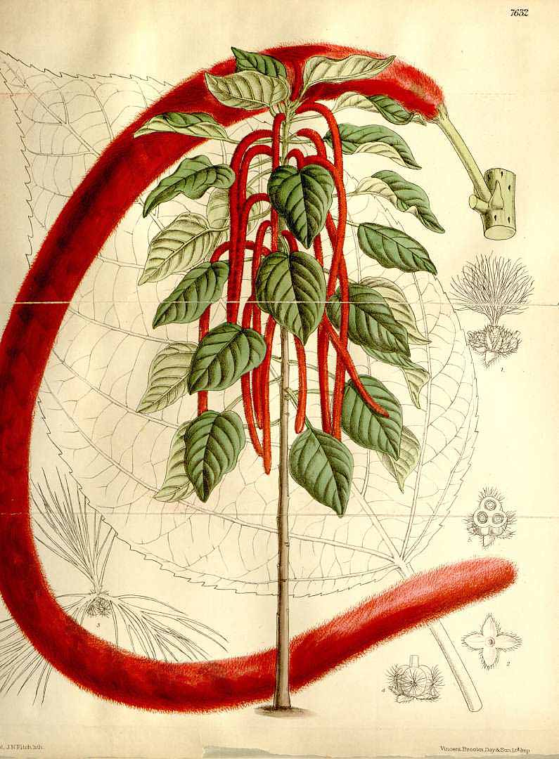 no HD illustration available (3)