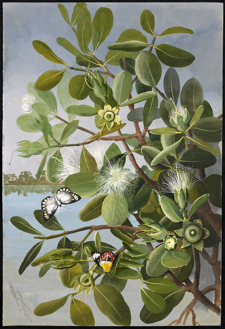 no HD illustration available (3)