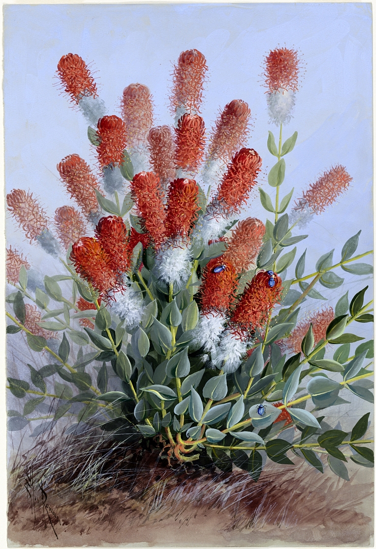 no HD illustration available (3)