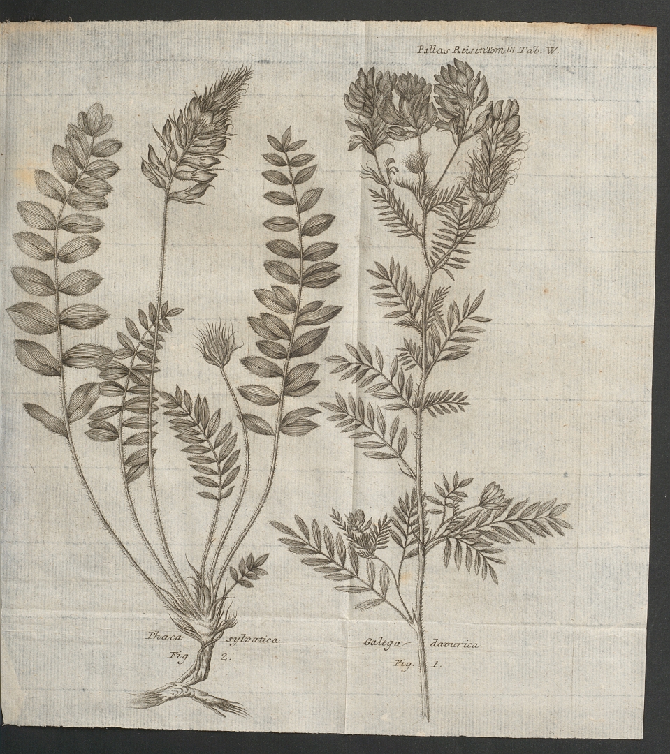 no HD illustration available (3)