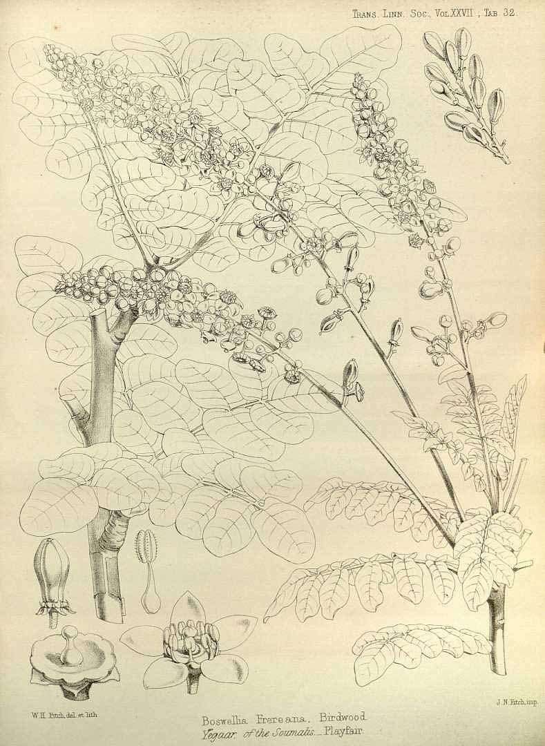 no HD illustration available (3)