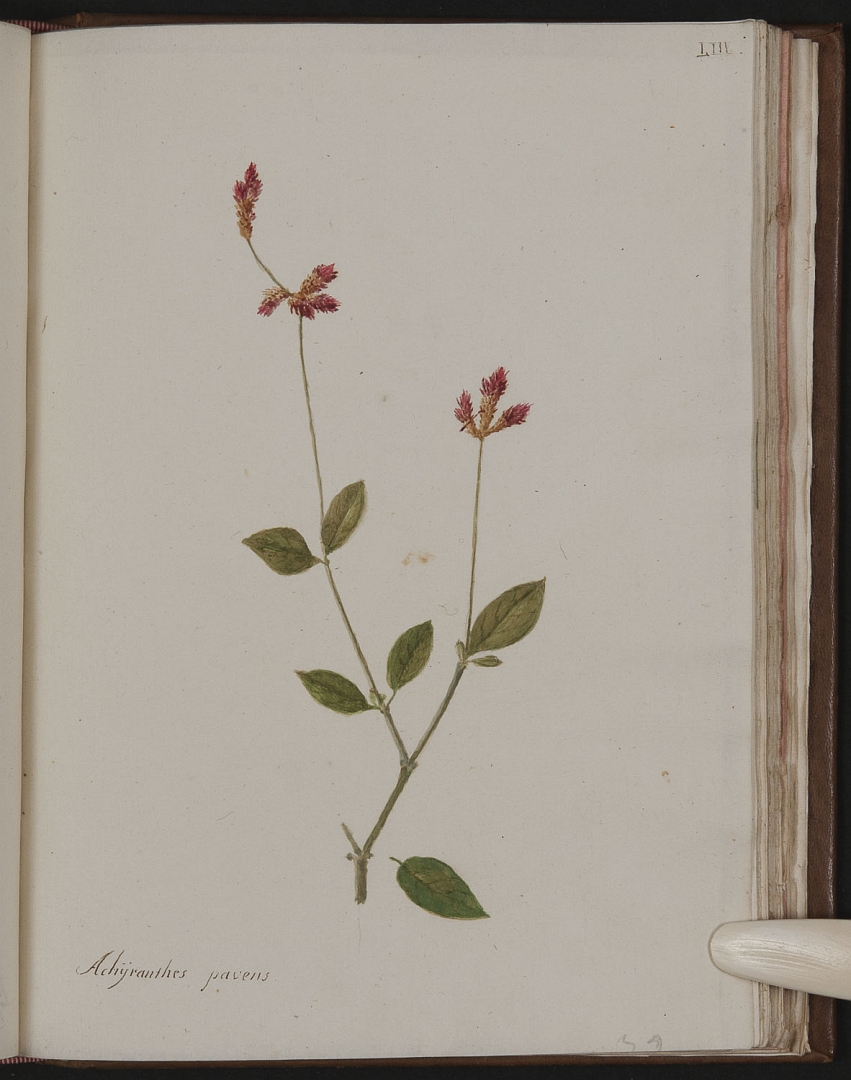 no HD illustration available (3)