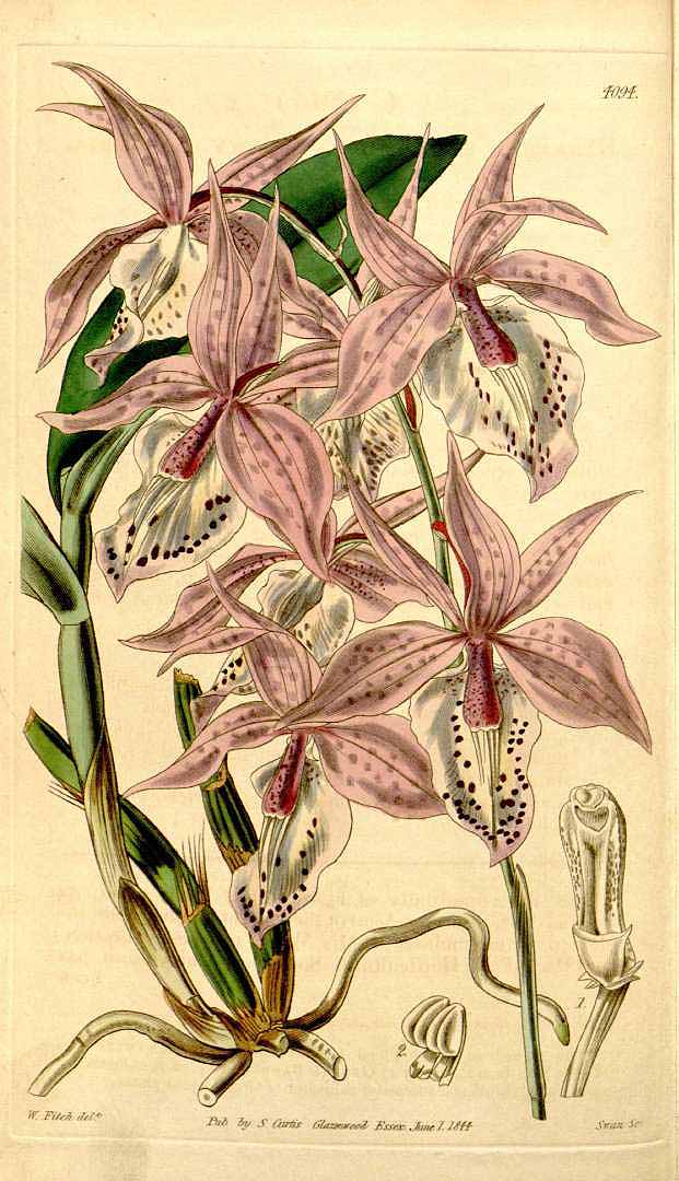 no HD illustration available (3)