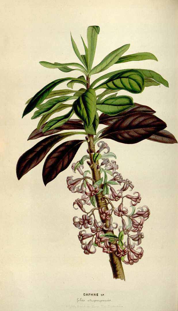 no HD illustration available (3)