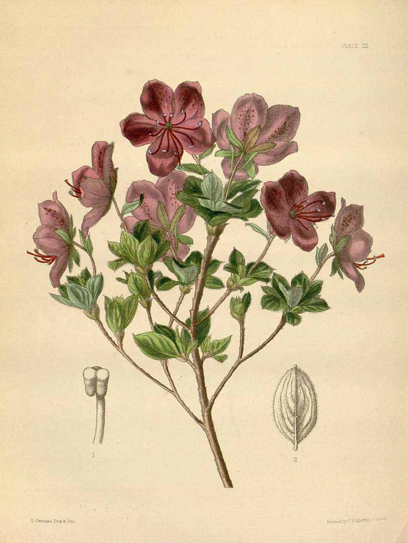 no HD illustration available (3)