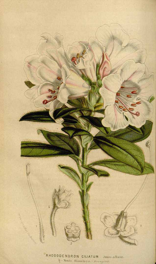 no HD illustration available (3)