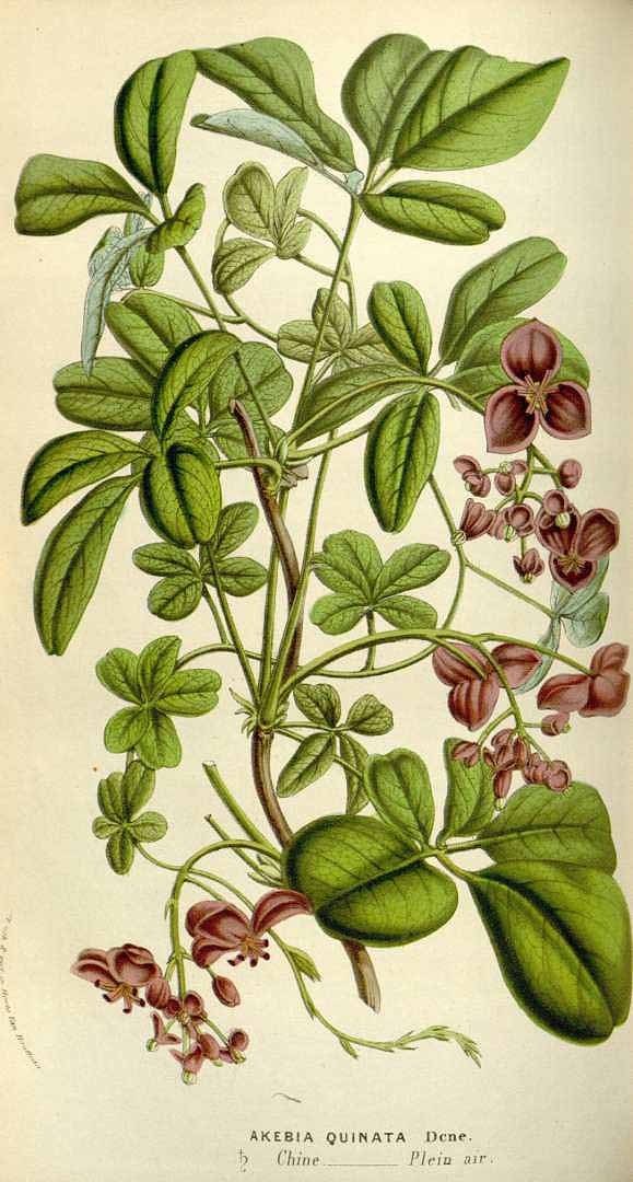 no HD illustration available (3)