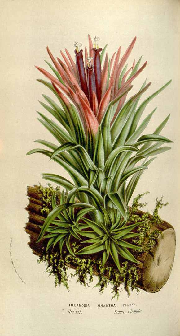 no HD illustration available (3)