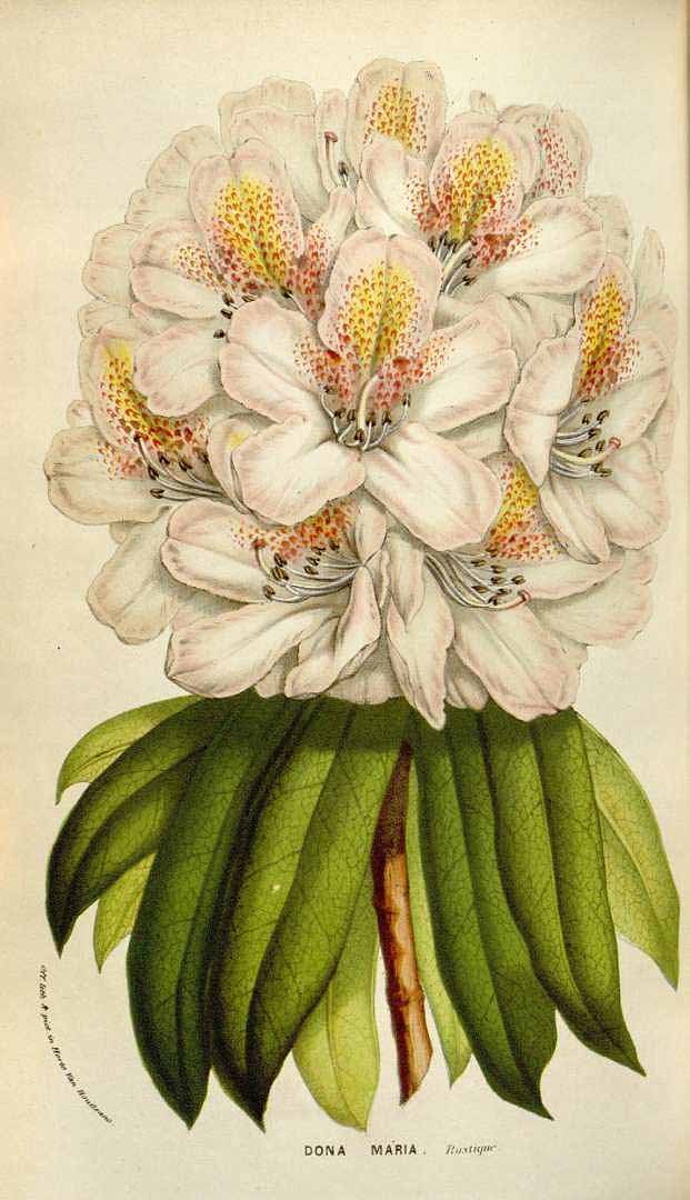 no HD illustration available (3)