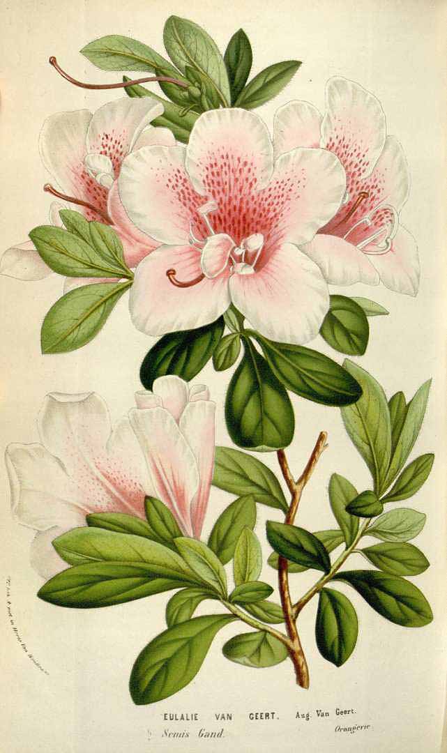 no HD illustration available (3)