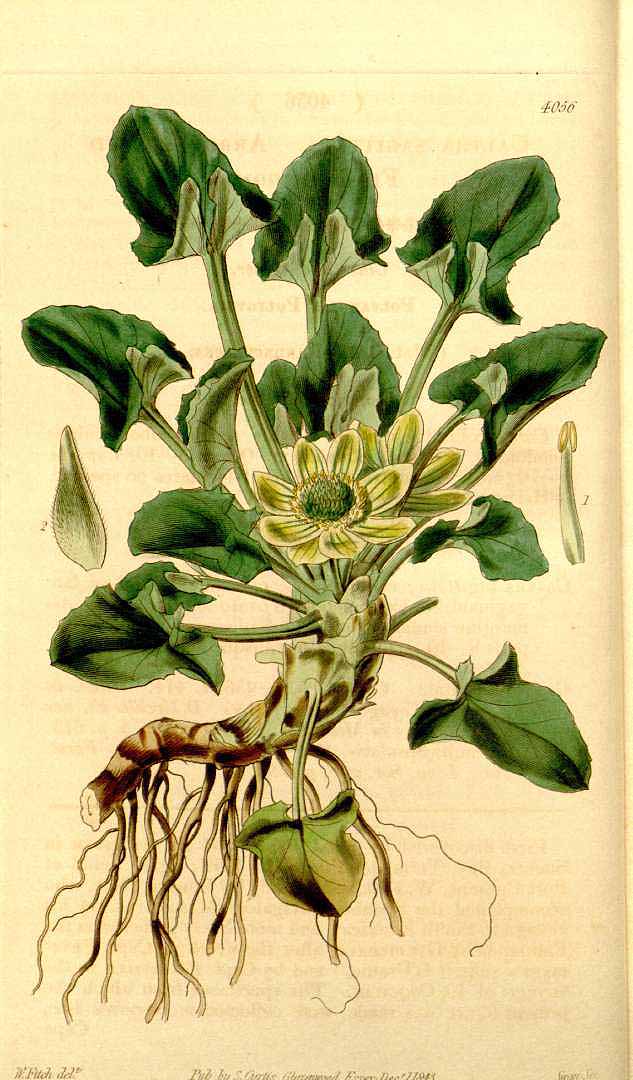 no HD illustration available (3)