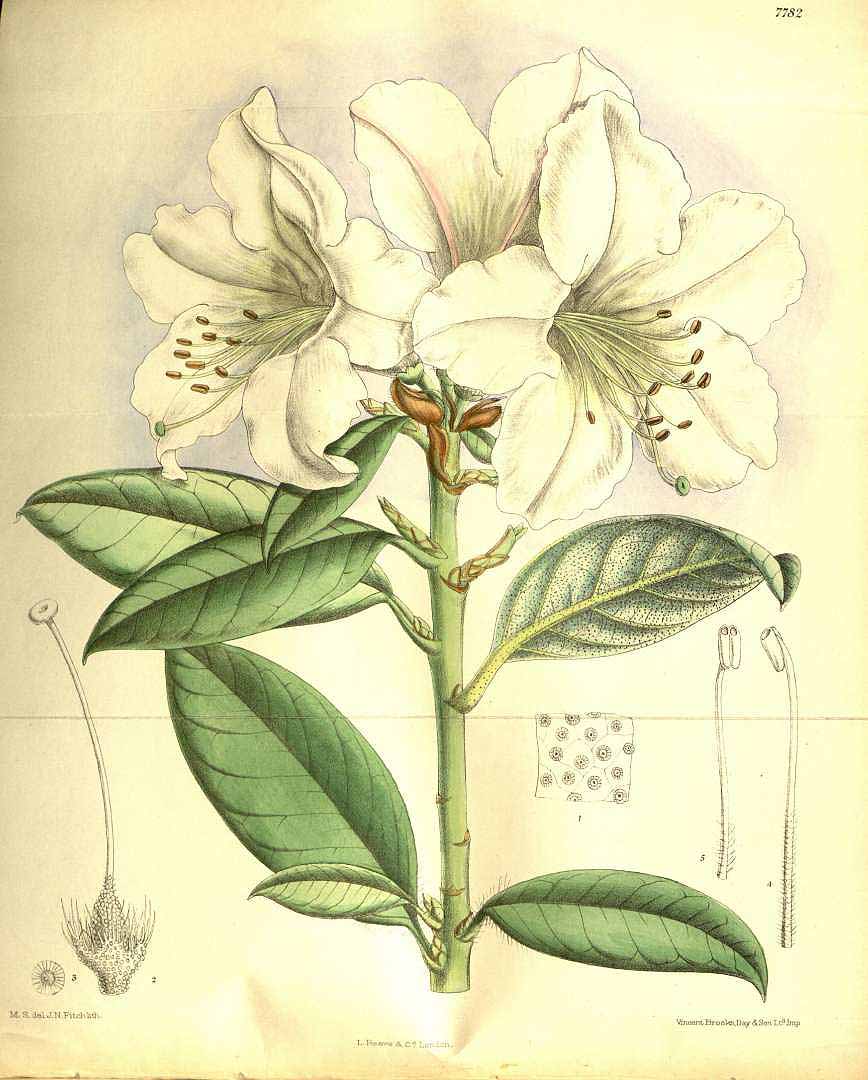 no HD illustration available (3)