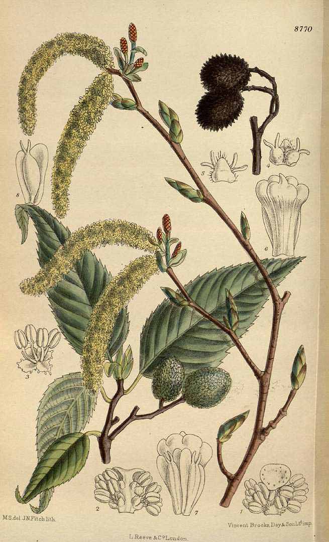 no HD illustration available (3)