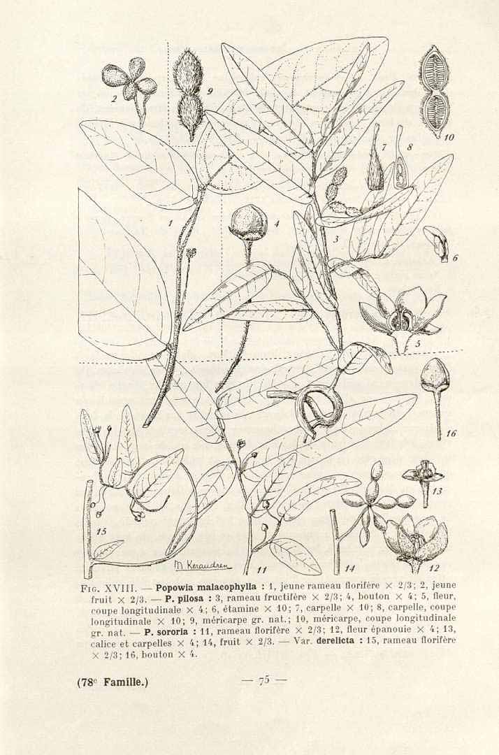 no HD illustration available (3)