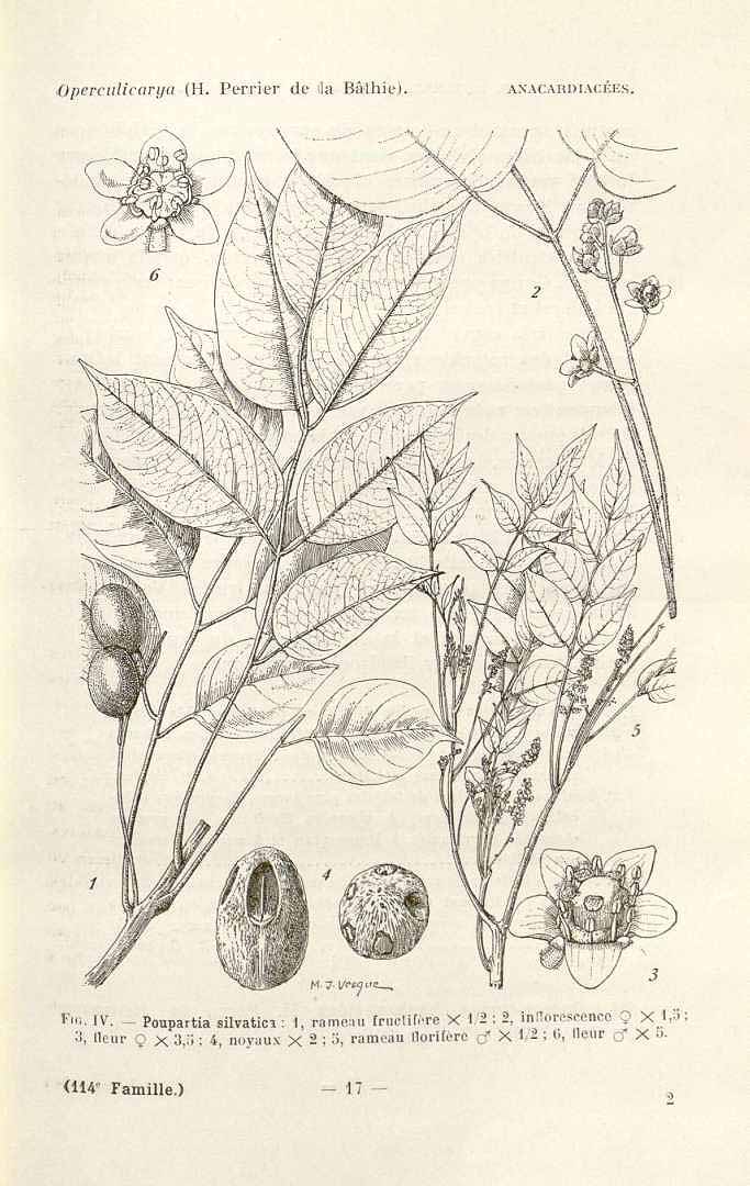 no HD illustration available (3)