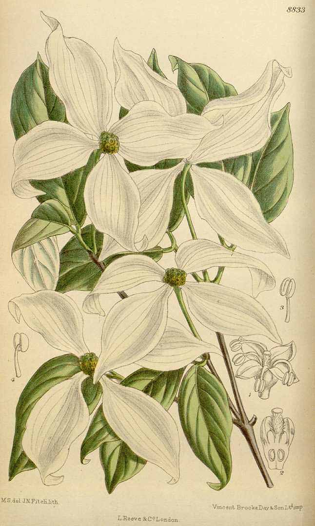 no HD illustration available (3)