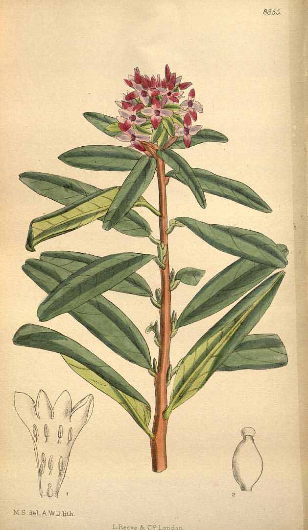 no HD illustration available (3)