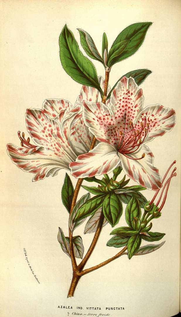 no HD illustration available (3)