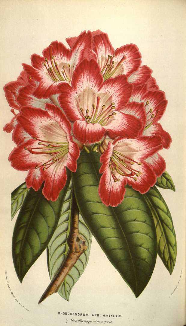 no HD illustration available (3)