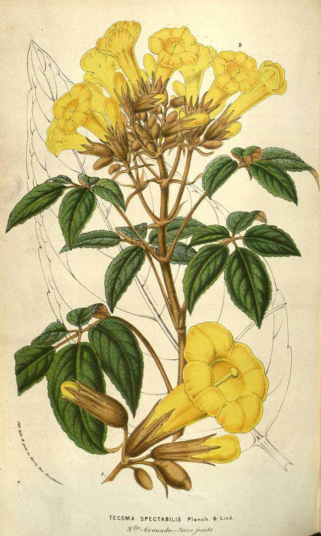 no HD illustration available (3)