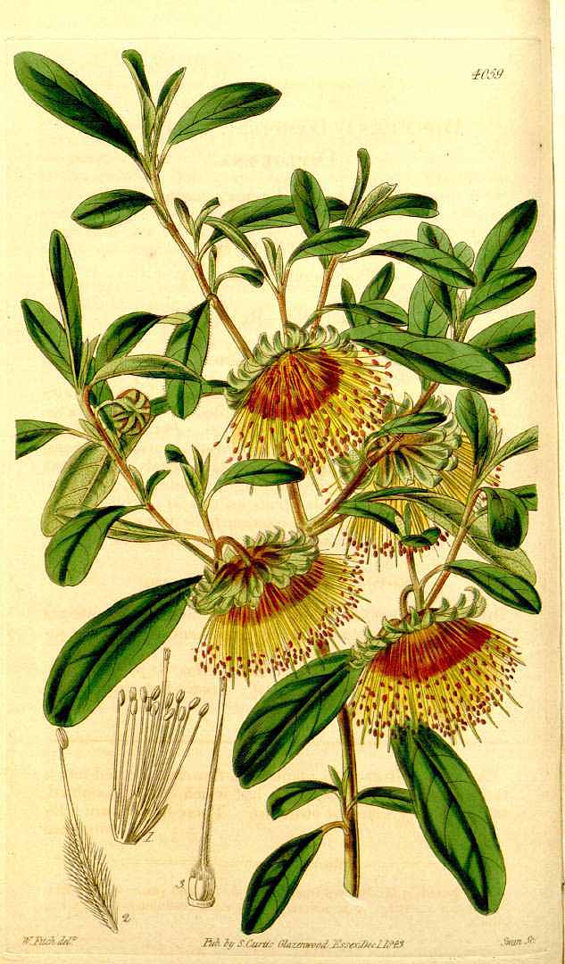 no HD illustration available (3)