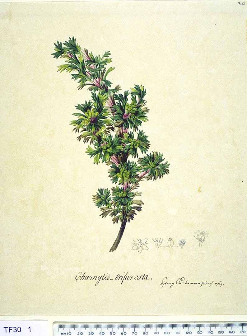 no HD illustration available (3)