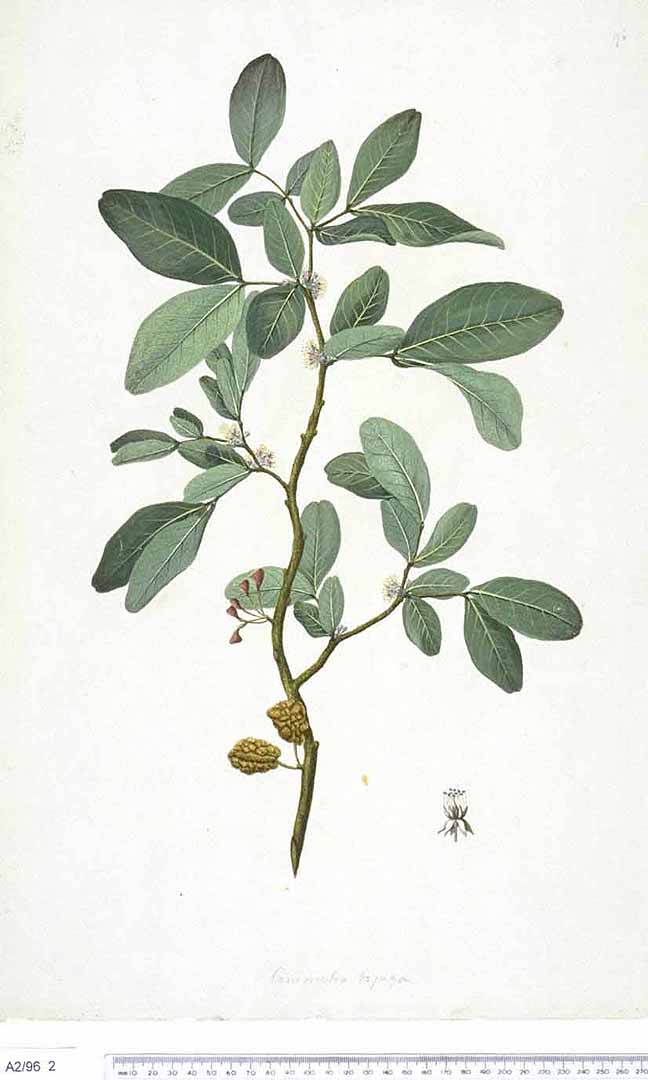 no HD illustration available (3)