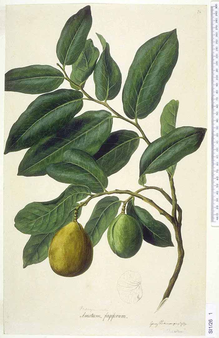 no HD illustration available (3)