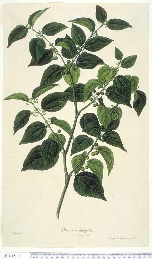 no HD illustration available (3)