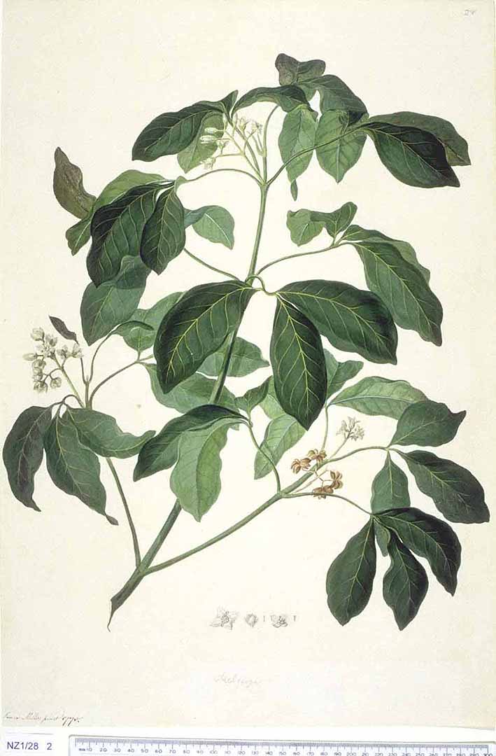 no HD illustration available (3)