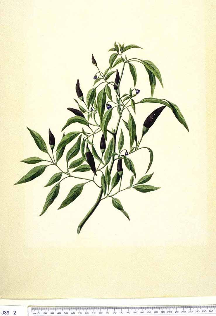 no HD illustration available (3)