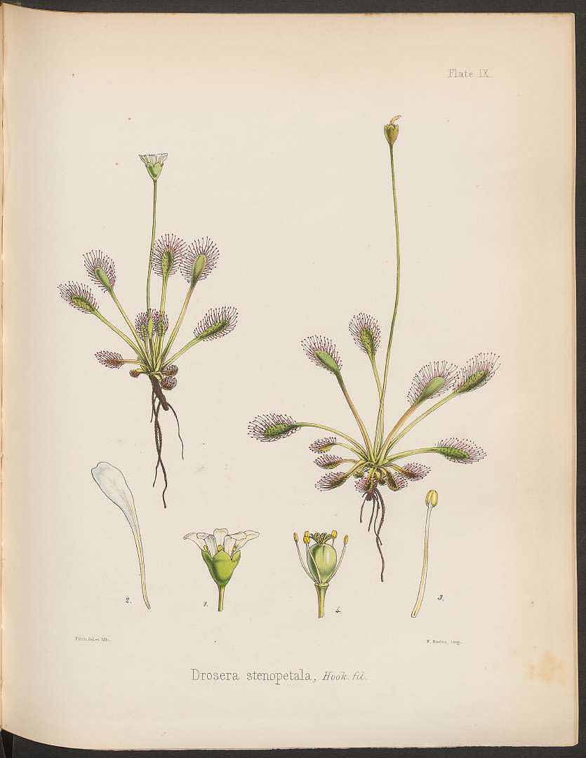 no HD illustration available (3)