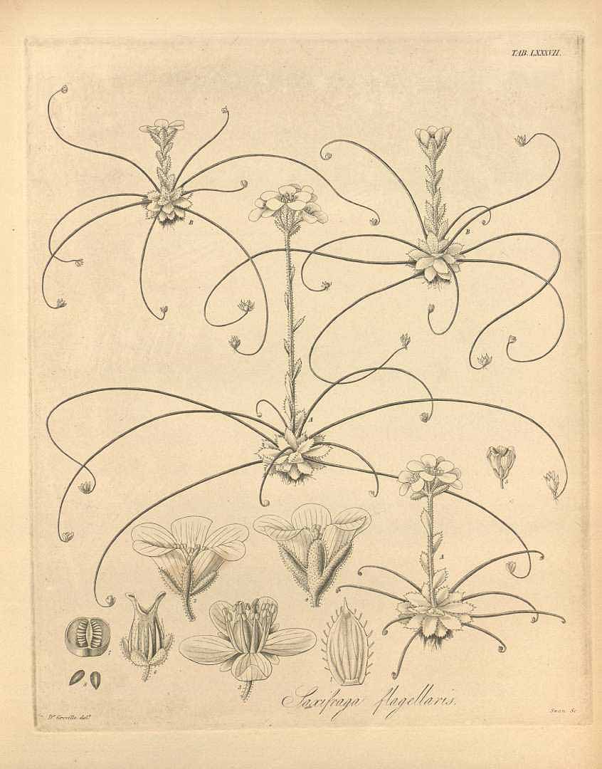 no HD illustration available (3)