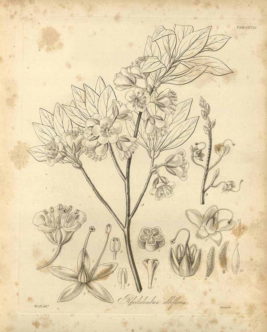 no HD illustration available (3)