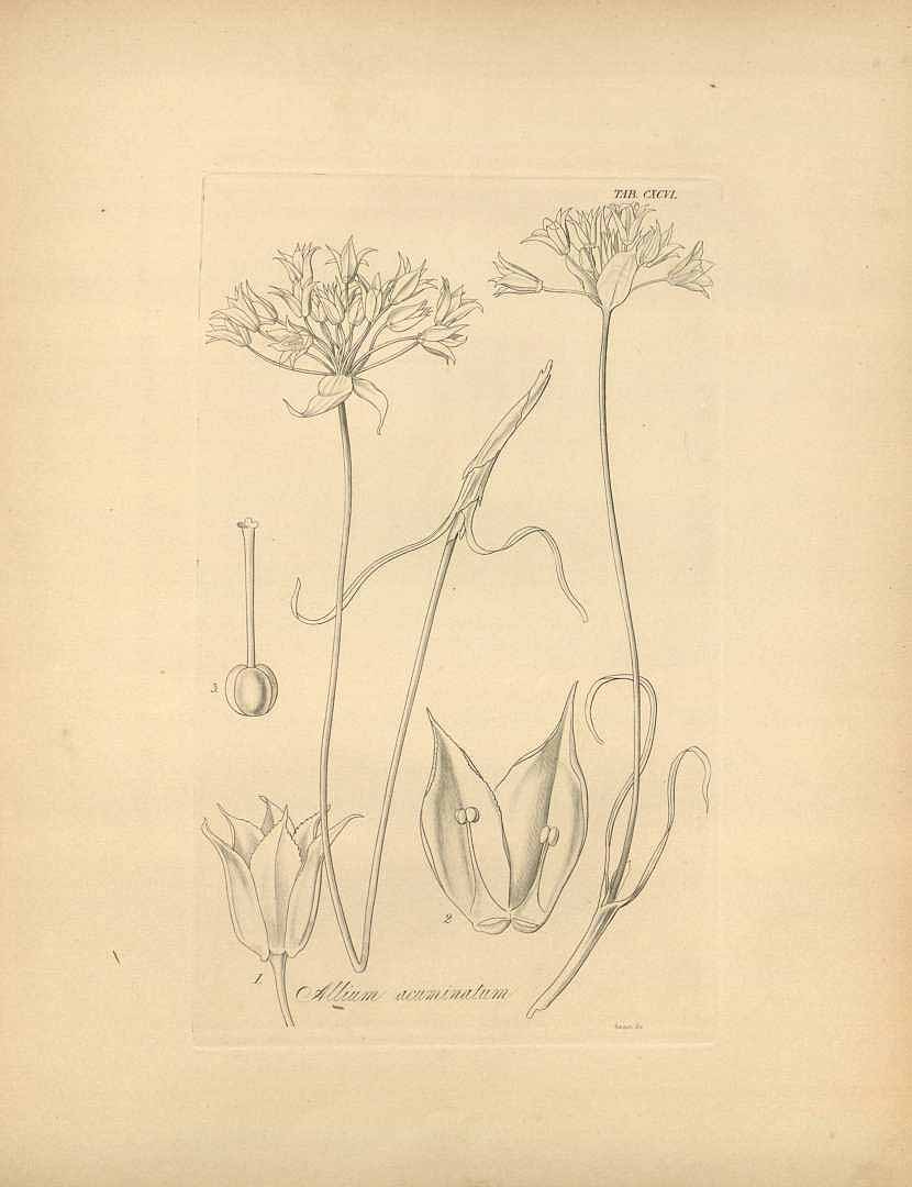 no HD illustration available (3)