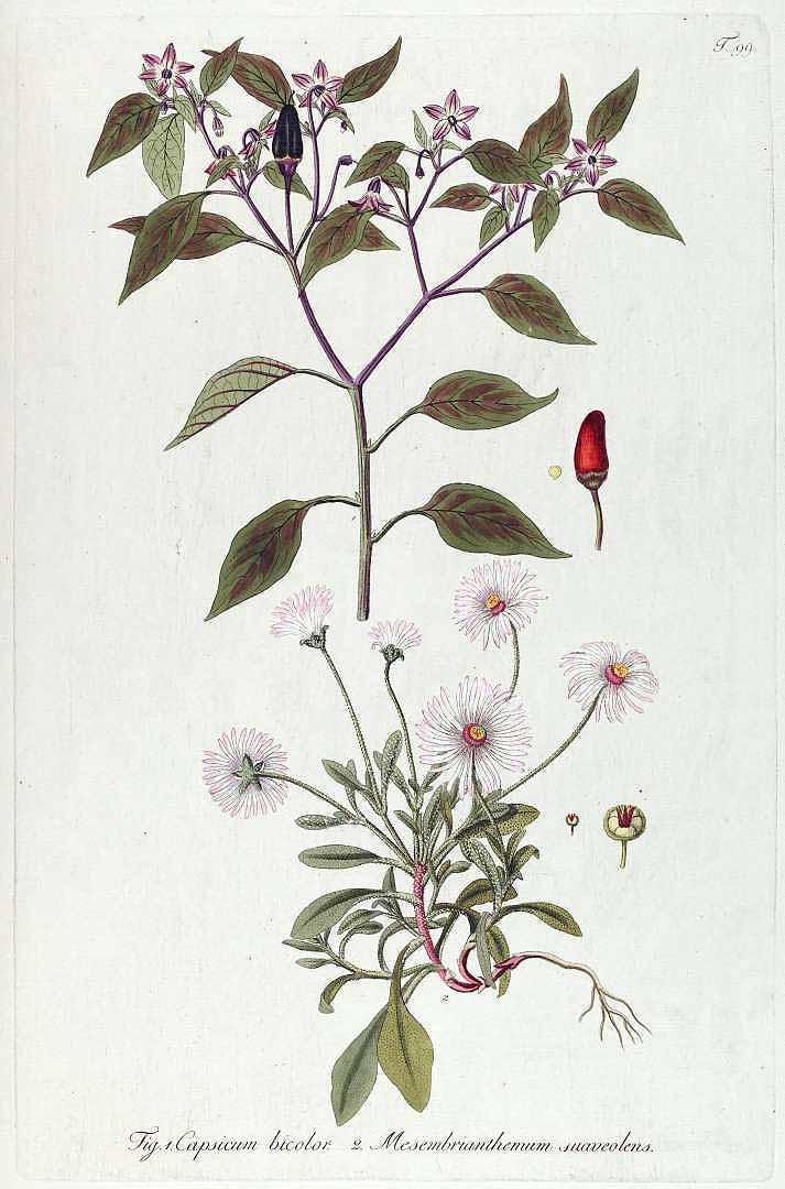 no HD illustration available (3)