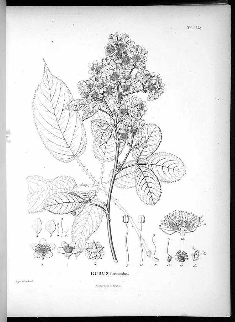 no HD illustration available (3)