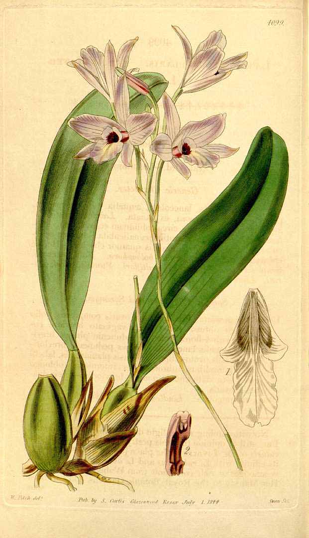 no HD illustration available (3)