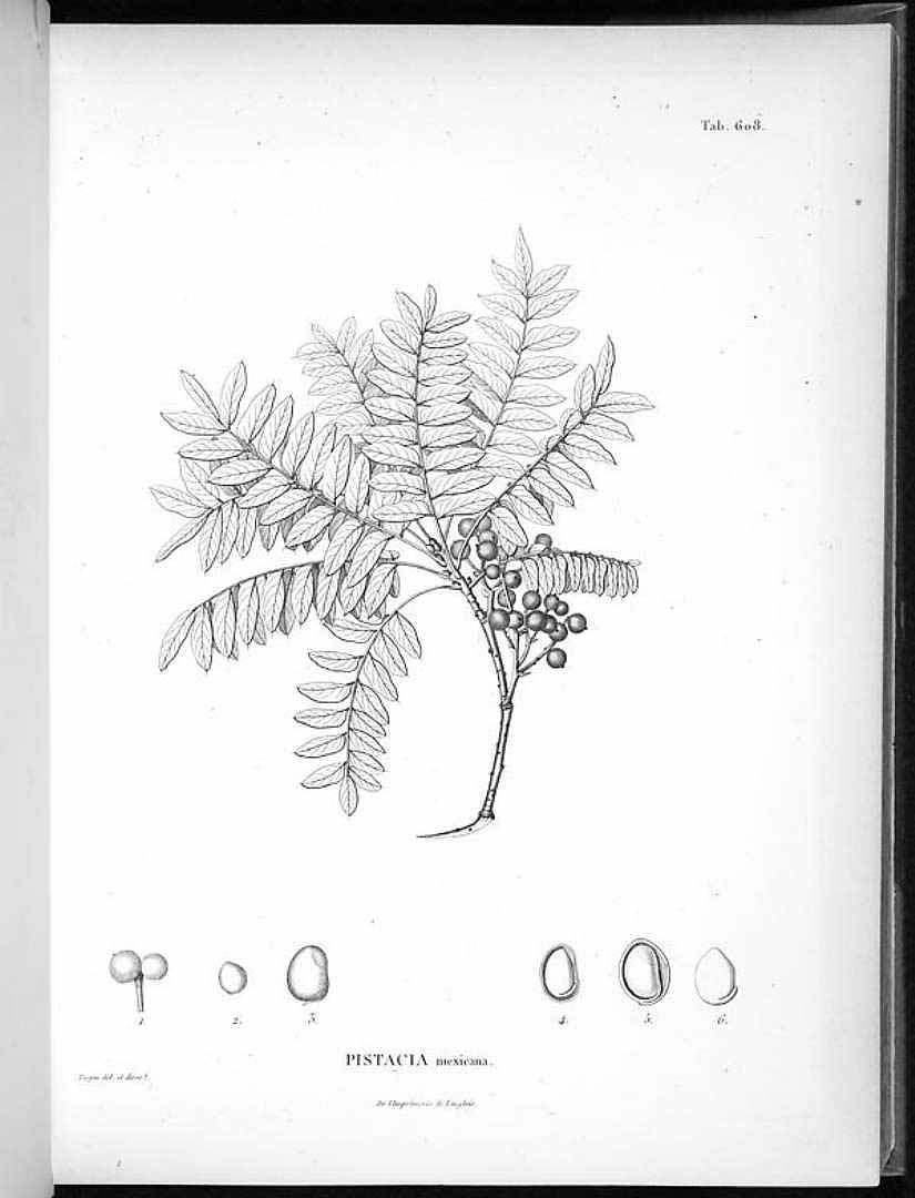 no HD illustration available (3)