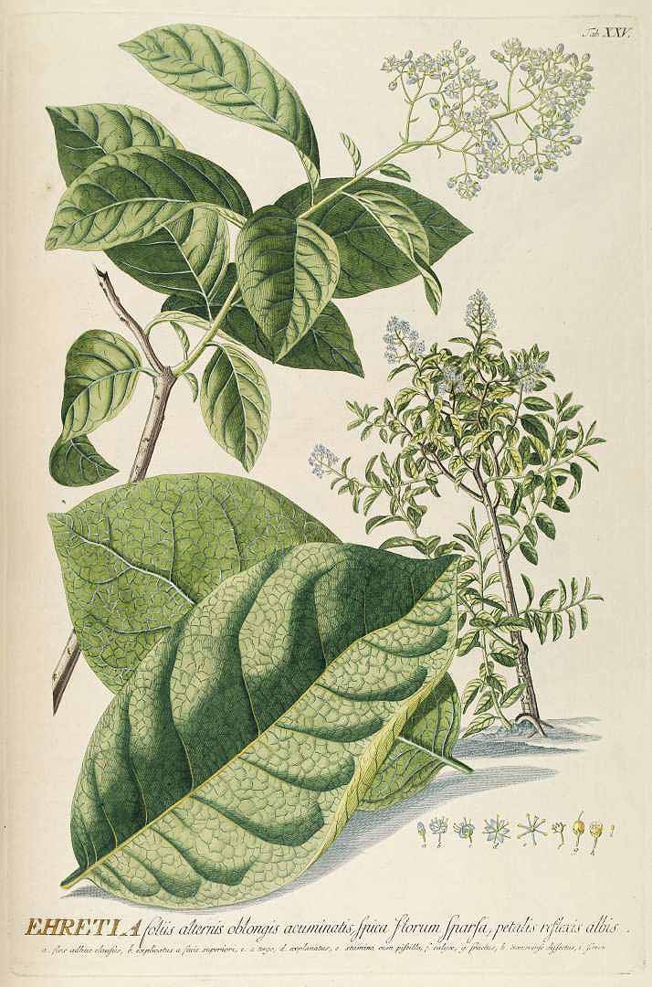 no HD illustration available (3)