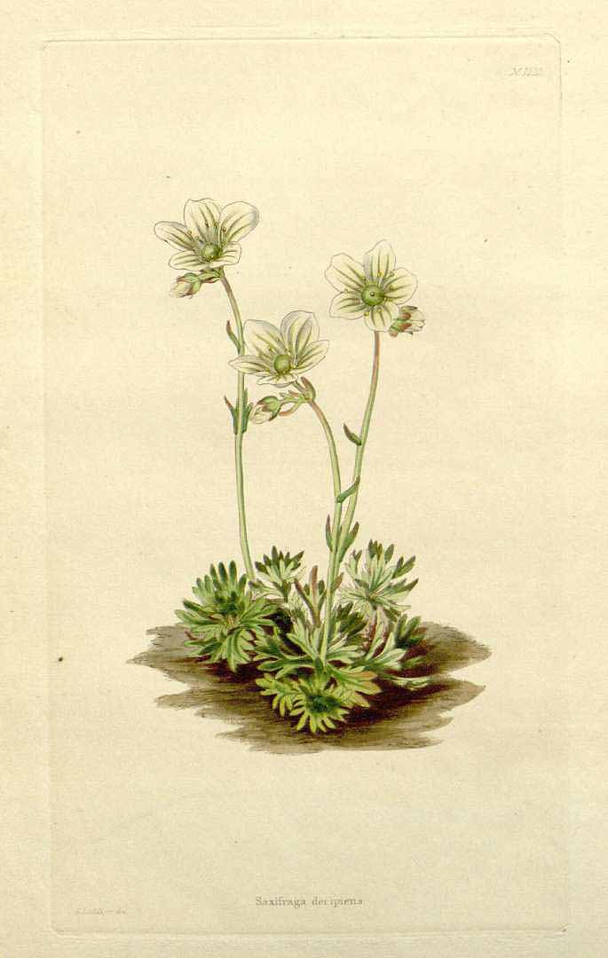 no HD illustration available (3)