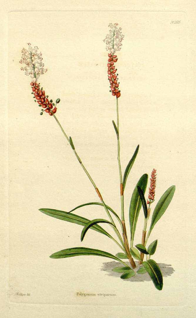 no HD illustration available (3)