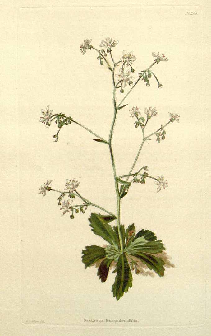 no HD illustration available (3)