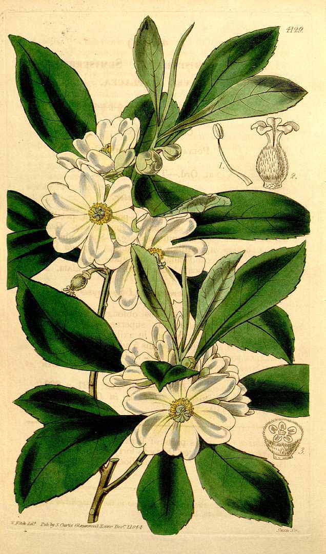 no HD illustration available (3)