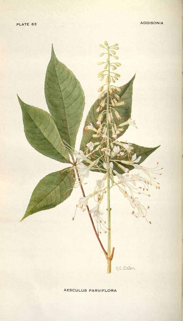 no HD illustration available (3)