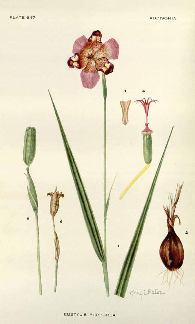 no HD illustration available (3)