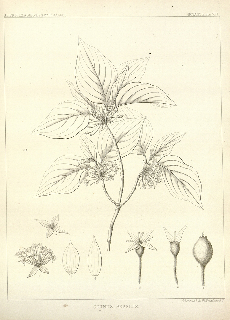 no HD illustration available (3)