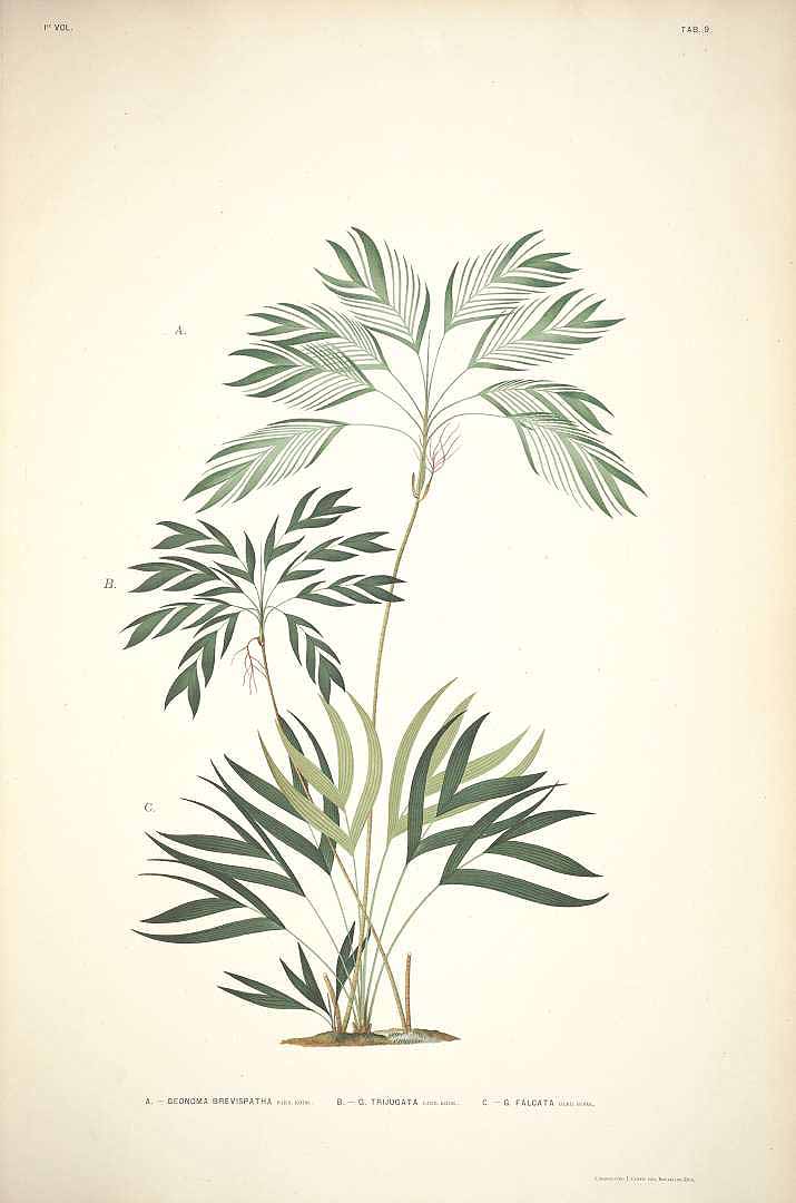 no HD illustration available (3)