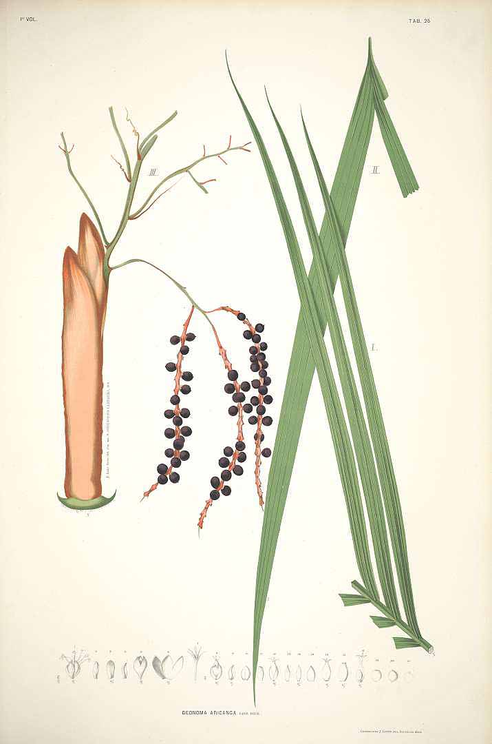 no HD illustration available (3)