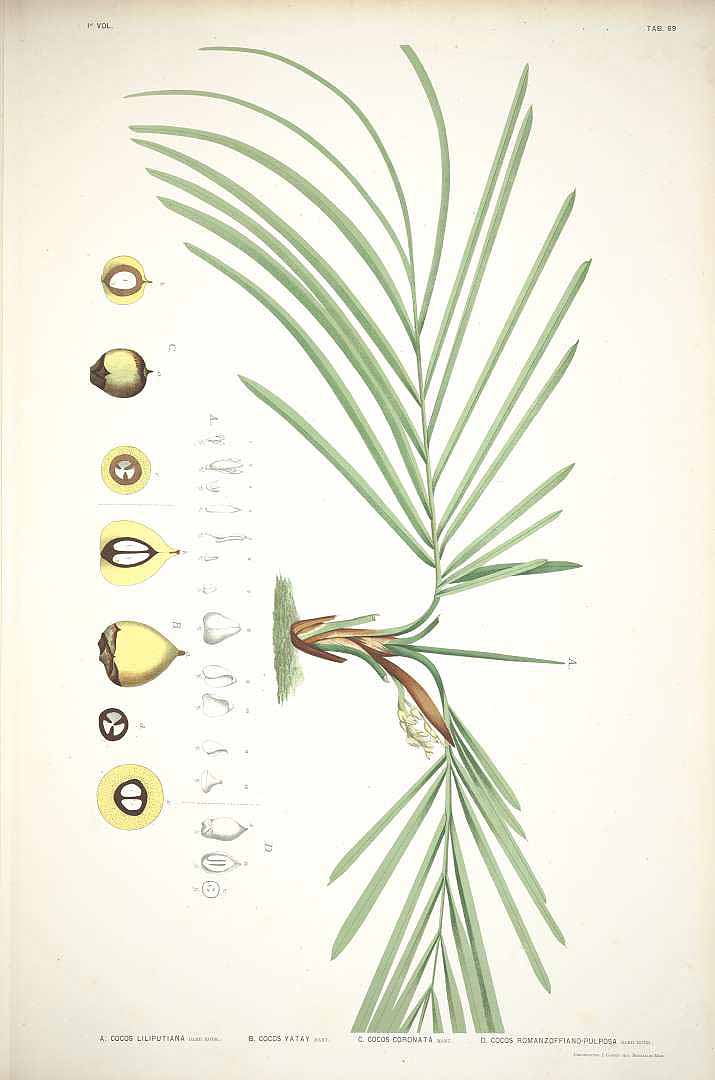 no HD illustration available (3)